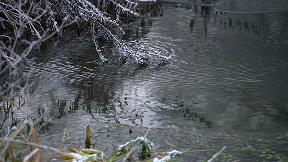 River Flowing thru Winter Forest 
