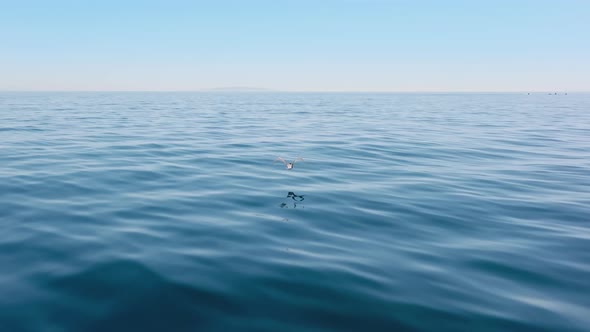 Aerial View of a Bird Spreading Its Wings and Flying Above the Water Surface alt