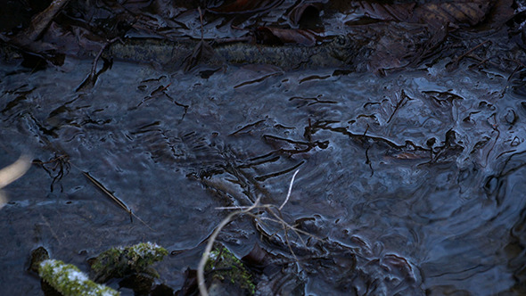 Forest Spring Surface 