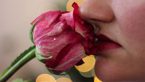 Woman Smelling Rose Flower 