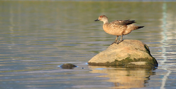Crested Duck Poops and Swims Away alt