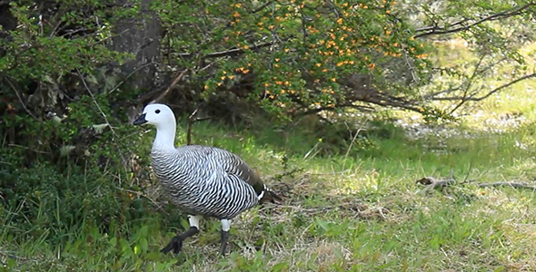 Upland Goose Strolling alt