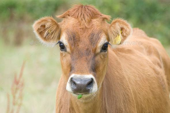 The Jersey Cow Stock Photo By Olesya22 Photodune