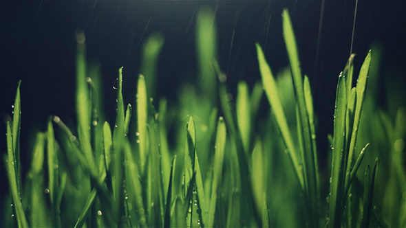 Grass with Rain