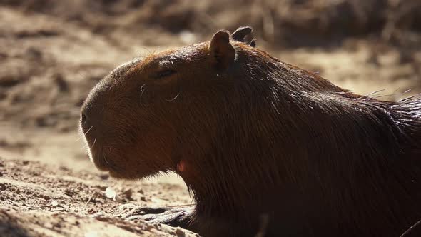 Capybara in Natural Habitat
