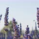 Close-up scene with Lavenders  - VideoHive Item for Sale
