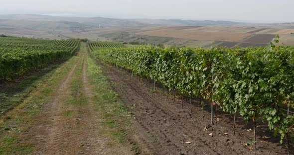 Transylvania Vineyard 4 alt