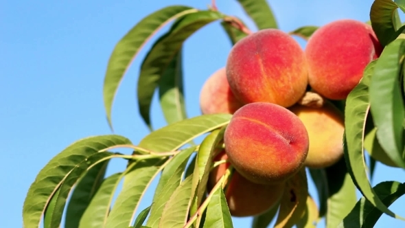 Branch With Fresh Ripe Peaches And