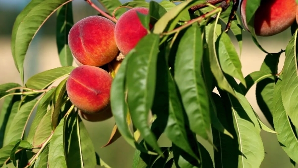 Branch With Fresh Ripe Peaches And