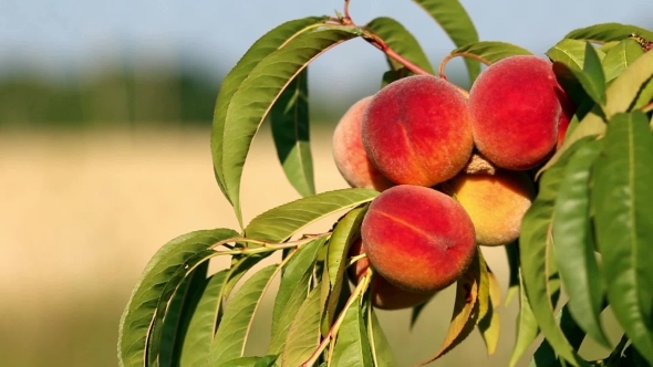 Branch With Fresh Ripe Peaches 