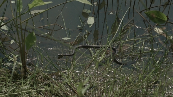 Moving Grass Snake, Natrix On Pond With Duckweed alt