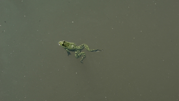 Frog Swimming In a Pond alt