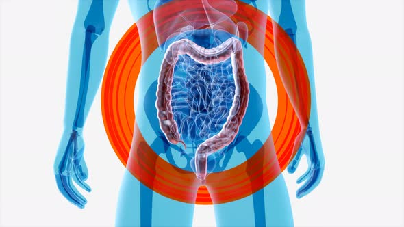 4K anatomy concept of the intestine alt