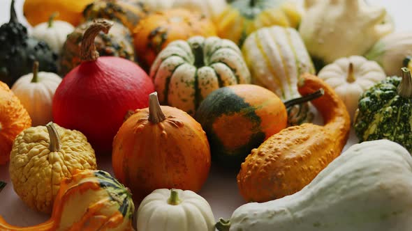 Colored Pumpkins in Different Varieties and Kinds Placed on the Table
