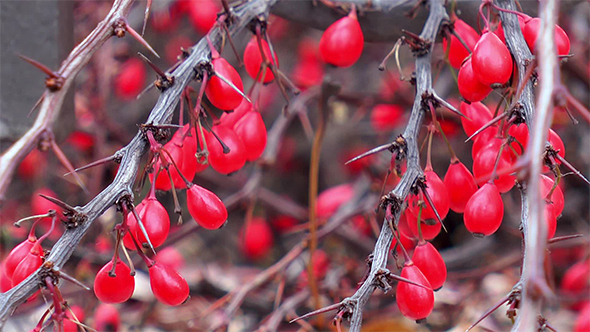 Berries of Barberry on the Branch