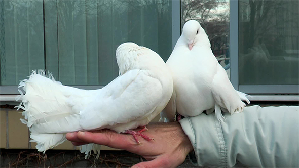 Two Beautiful Dove Sitting on a Man Hand