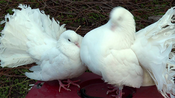 Beautiful White Doves