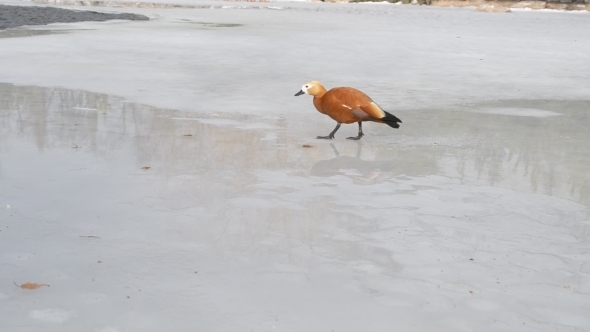 Tadorna Ferruginea. Ruddy Shelduck Walking On Ice