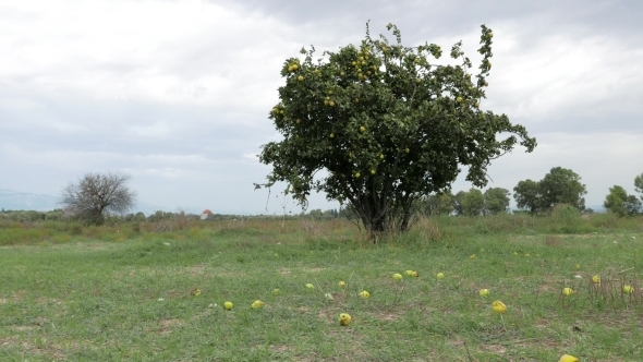 A Quince Tree With Stormy Sky And Green Meadow