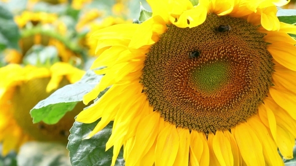 Closeup Of Sunflower On Sunflowers Field At Sunny