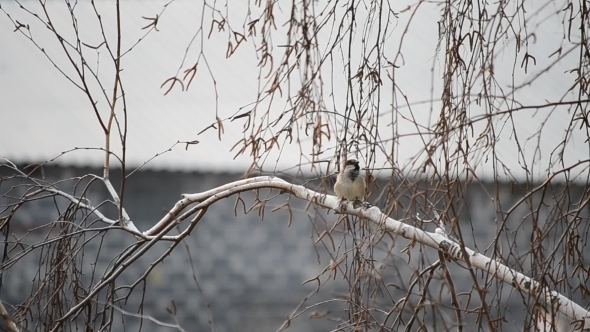 Sparrow Twitters On Leafless Birch Tree