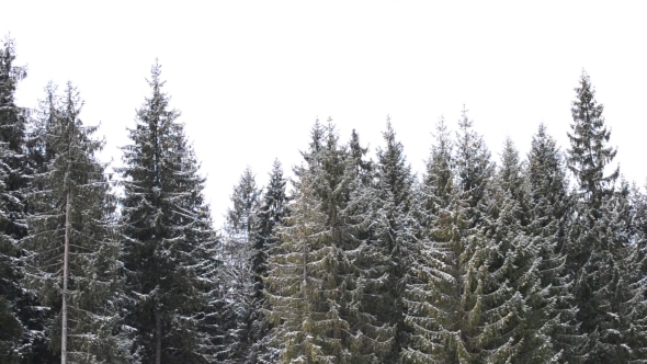 Snow Falling On Background Of Green Fir Trees