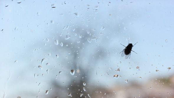 Big Fat Black Fly On Window Glass With Water Drops