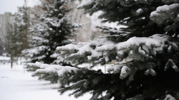 The Branches Of Spruce In  Snow In At Park