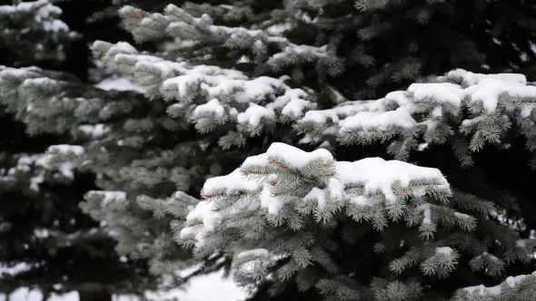 The Branches Of Spruce In  Snow In At Park