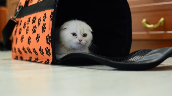 Kitten Sitting In The Bag 