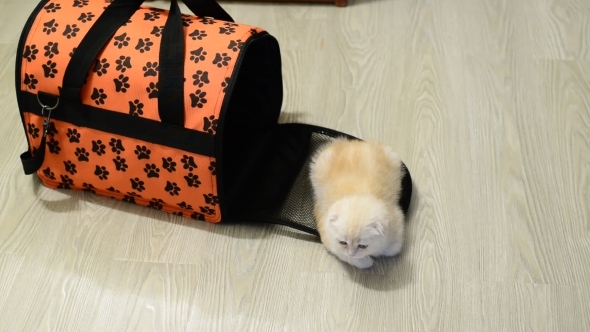 Kitten Sitting Near Bag Carrying The Apartment