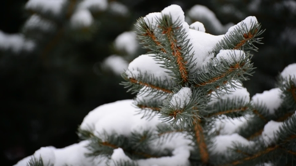 The Branches Of Spruce In  Snow In At Park