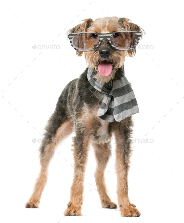 Fox Terrier wearing a scarf and glasses in front of a white background