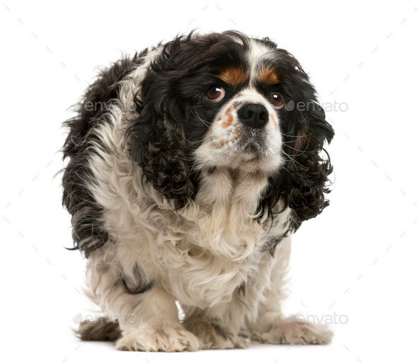 Old Cavalier King Charles in front of white background Stock Photo by  Lifeonwhite