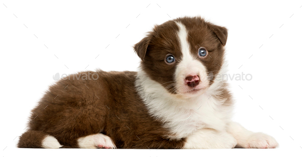 border collie puppy white