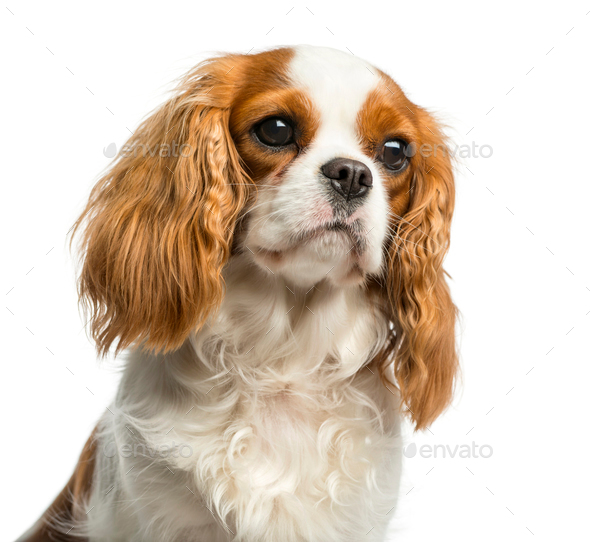 Close-up of a Cavalier King Charles Spaniel in front of a white background  Stock Photo by Lifeonwhite