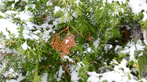 Snow Falling On Green And Brown Thuja Tree Branch