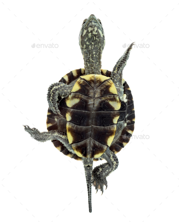 European pond turtle (1 year old), Emys orbicularis, swimming in front ...