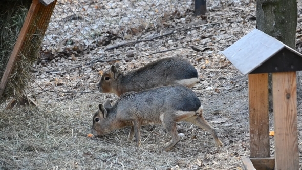 Dolichotis Patagonum. Two Patagonian Maras Walk