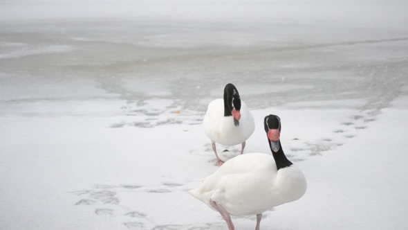 Two Black Necked Swans Walk On Snow Out Of Frame