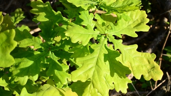 Vibrant Green Foliage Of English Oak Trembles