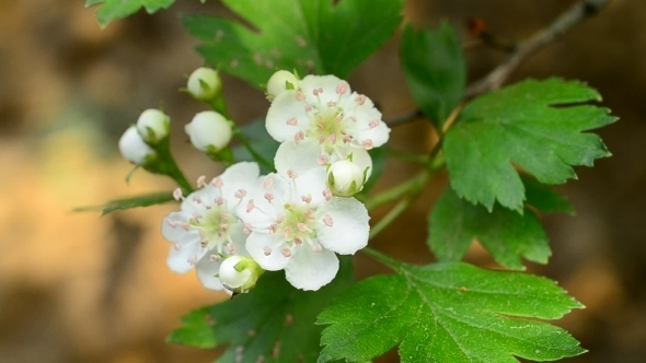 Common Hawthorn Flowers Stirred