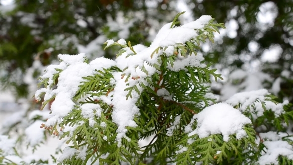 Snow Falling On Evergreen Thuja Branch Blown