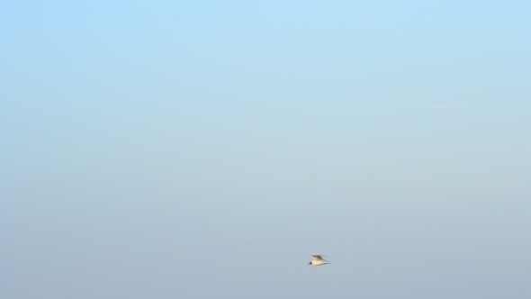 Tern Flies Fast Over Calm Water Surface