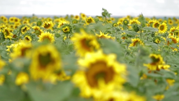 Field Of Sunflowers