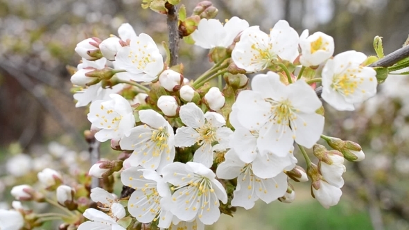 Cerasus Avium. White Cherry Tree