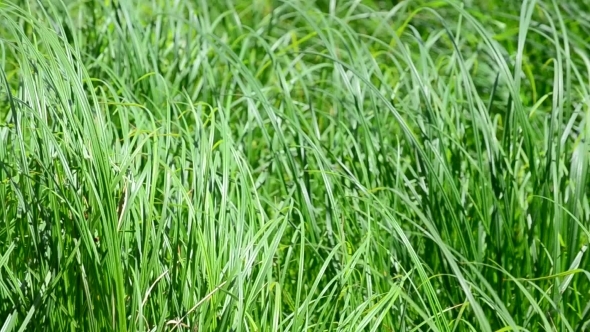 Fresh Vibrant Lush Green Grass Blown By Wind