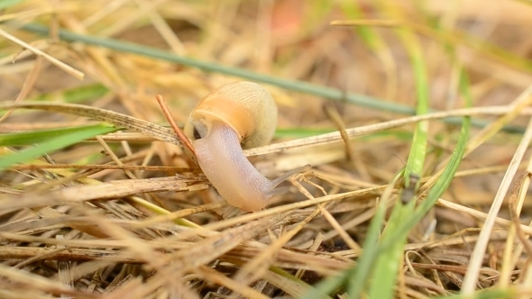 Snail And Ant On Hay Or Straw 