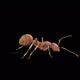 Ant Run  - VideoHive Item for Sale