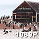 Gentoo Penguin Colony at Antarctic Base - VideoHive Item for Sale